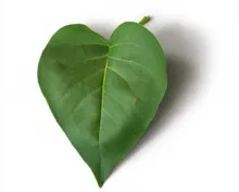 Profile picture for user zhaoyy