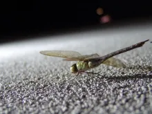 Profile picture for user tiombeparrish