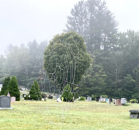 a bedewed spider web, no longer inhabited, with a cemetery and trees in the background.